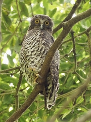 Ninox strenua