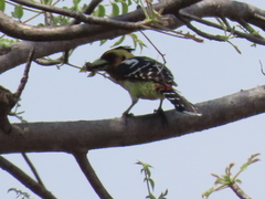 Trachyphonus vaillantii