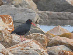 Haematopus moquini