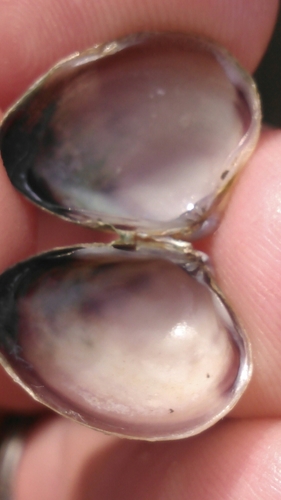 Florida Marsh Clam