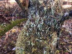 Cladonia verruculosa