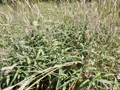 Ischaemum anthephoroides