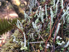 Cladonia verruculosa