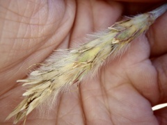 Ischaemum anthephoroides