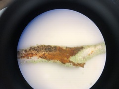Cladonia verruculosa