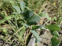 Lathyrus japonicus