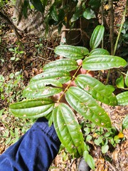 Ripogonum discolor