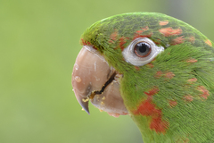 Psittacara leucophthalmus