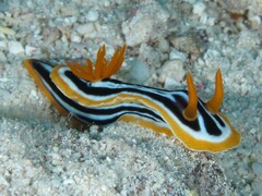 Chromodoris
