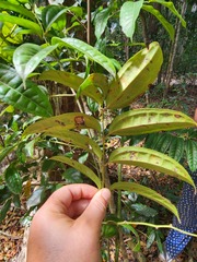 Ripogonum discolor