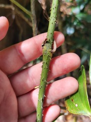 Ripogonum discolor