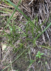 Pterostylis graminea