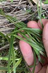 Pterostylis graminea