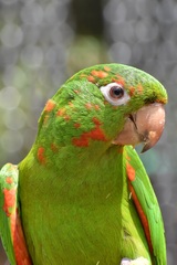 Psittacara leucophthalmus