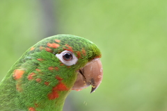 Psittacara leucophthalmus