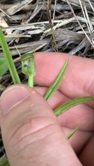 Pterostylis graminea