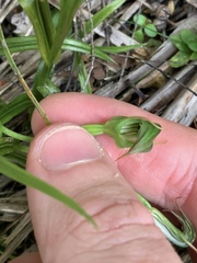 Pterostylis graminea