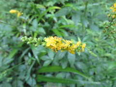 Agrimonia pilosa japonica