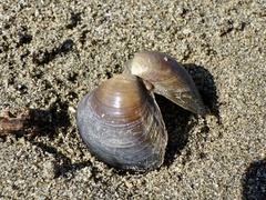 Nuttallia japonica