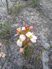 Stylidium junceum