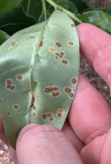 Puccinia coprosmae