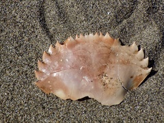 Charybdis japonica
