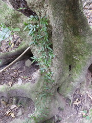 Arthropteris tenella