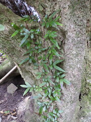 Arthropteris tenella