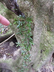 Arthropteris tenella