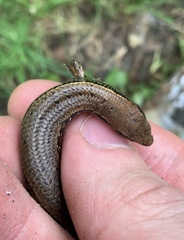 Oligosoma aeneum