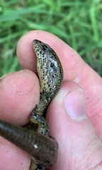 Oligosoma aeneum