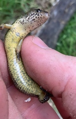 Oligosoma aeneum