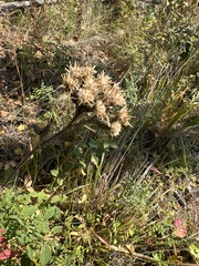 Saussurea controversa