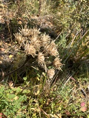Saussurea controversa