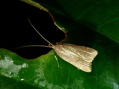 Lecithocera