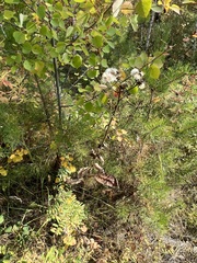 Crepis sibirica