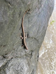 Sphenomorphus maculatus