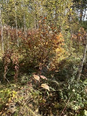 Crepis sibirica
