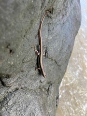 Sphenomorphus maculatus