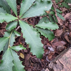 Ardisia cornudentata