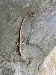 Sphenomorphus maculatus