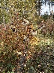 Crepis sibirica