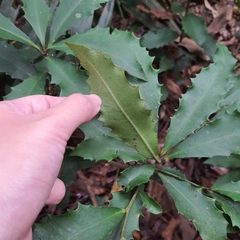 Ardisia cornudentata