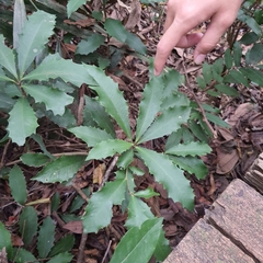 Ardisia cornudentata