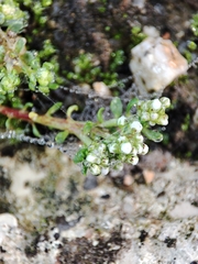 Corrigiola litoralis