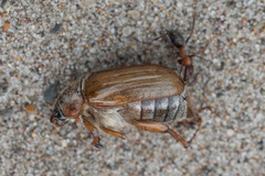 Amphimallon solstitiale