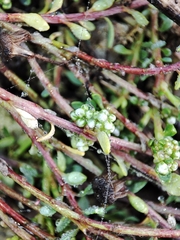 Corrigiola litoralis