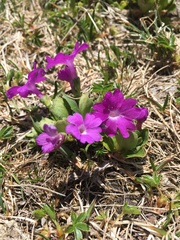 Primula