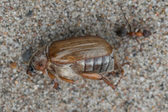 Amphimallon solstitiale