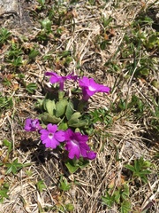Primula